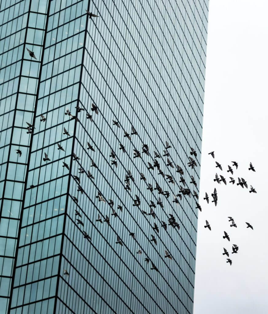 bird friendly simpas live better featured image