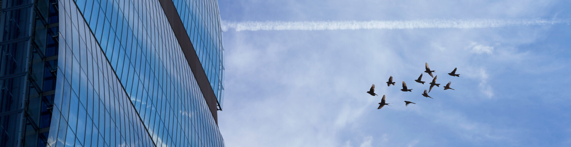 bird friendly cover simpas live better